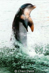 Taken in Rotan near St. Anthony's Key using an old Nikon N60 by Cheri Denn 